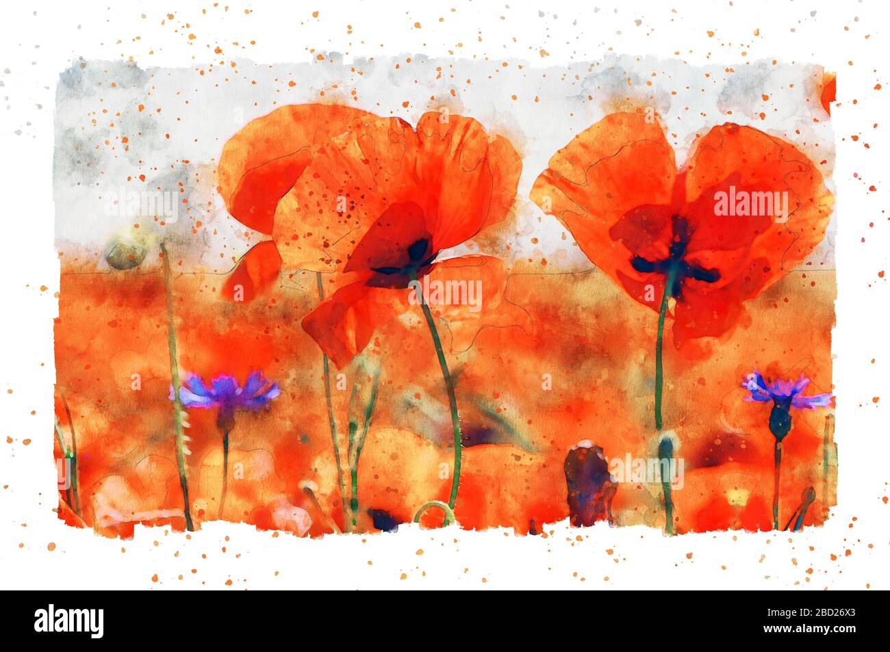 Watercolor painting of poppy flower blossom in summer time. frame with dots. Stock Photo