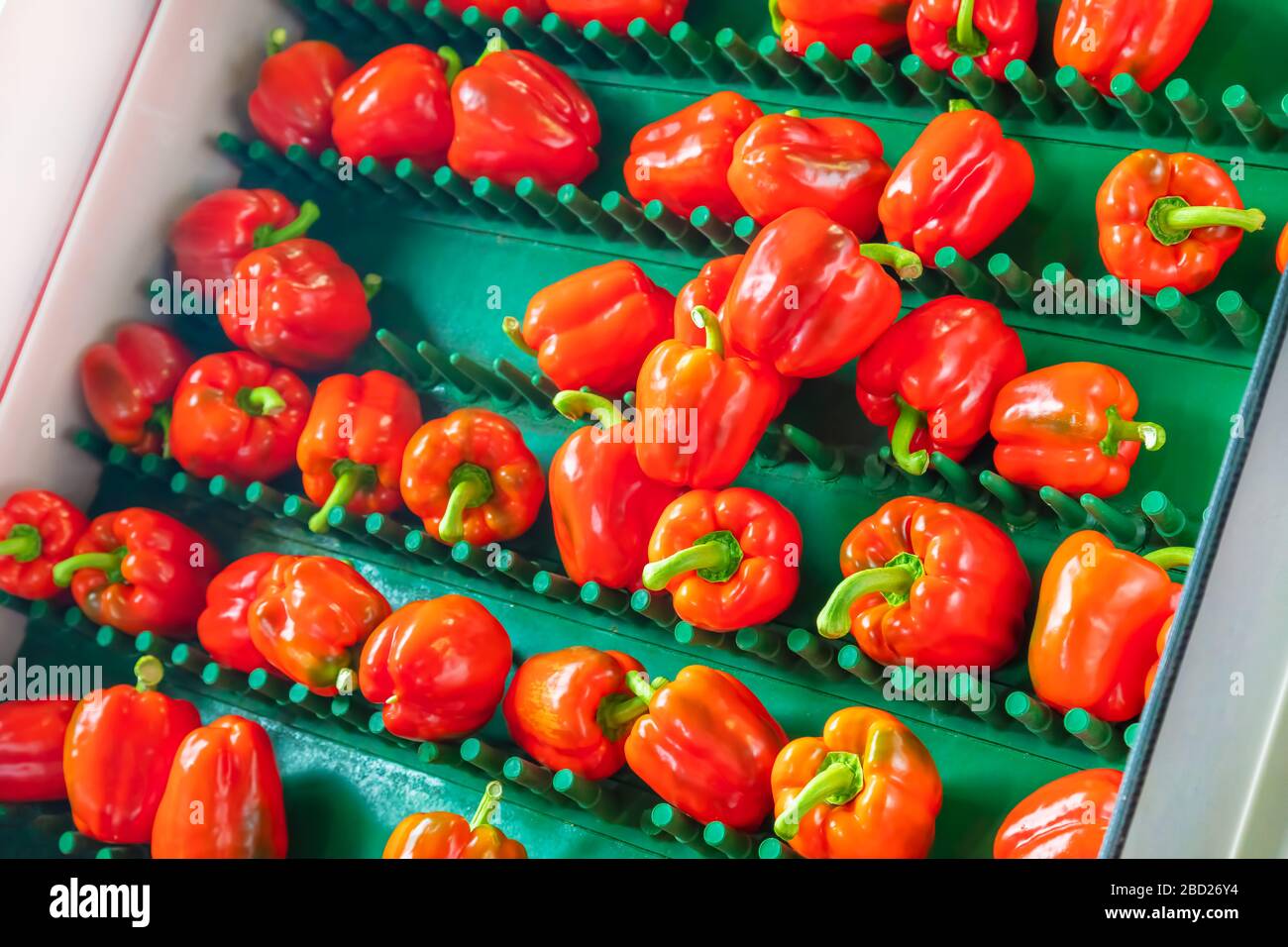Sorting of red bell peppers on a conveyor belt during harvest Stock Photo