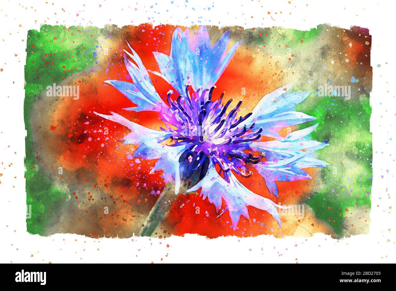 Watercolor painting of poppy flower and corn flower blossom in summer time. frame with dots. Stock Photo