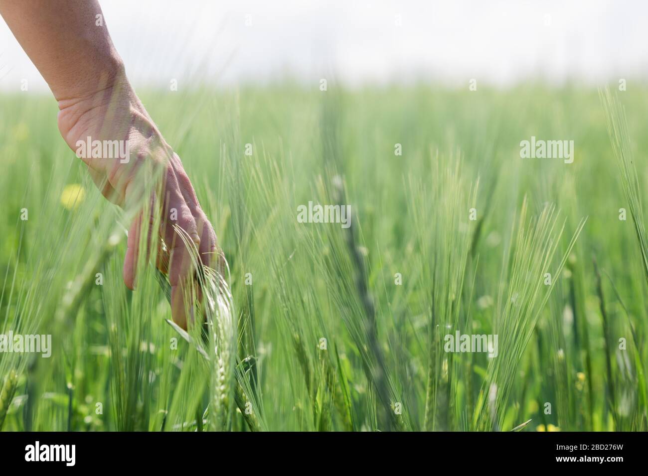Close-up of a hand touching tall grass in the field Stock Photo