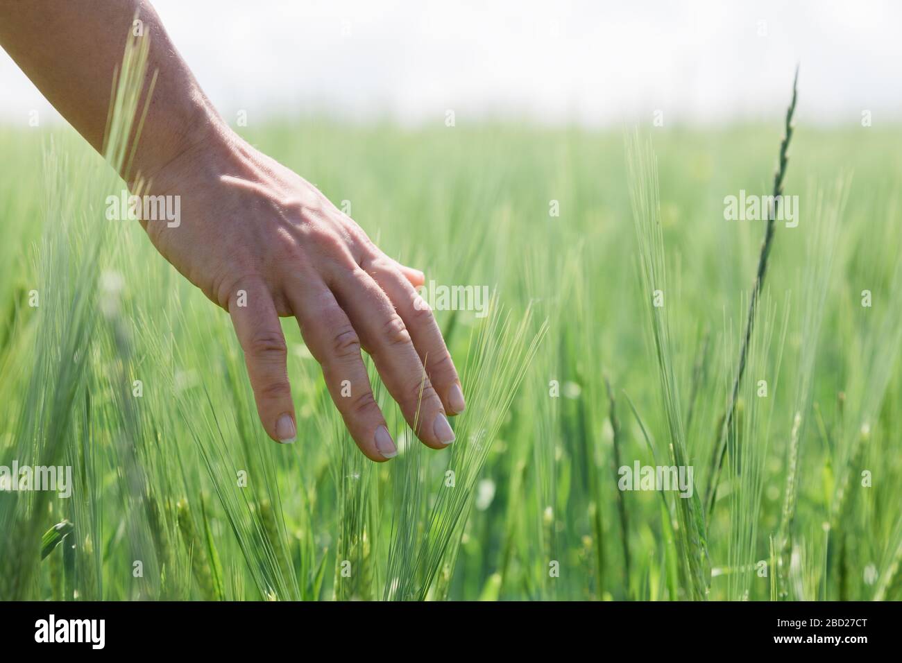 Man's hand touching grass walking through the field Stock Footage,#touching# grass#Man#hand