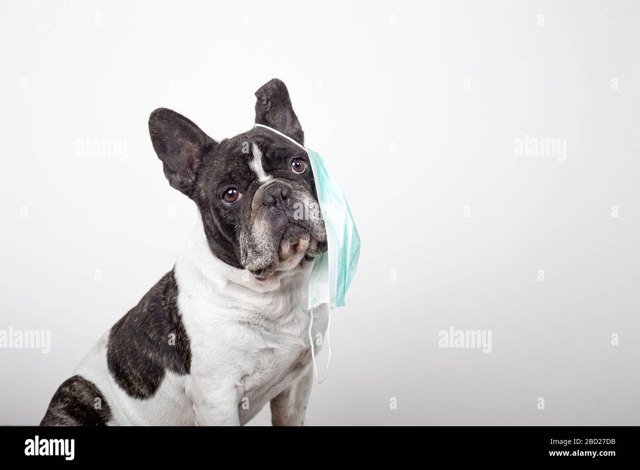 Download Adorable French Bulldog With Protective Mask Hanging Over One Ear On A White Background Protective Virus Mask Stock Photo Alamy PSD Mockup Templates