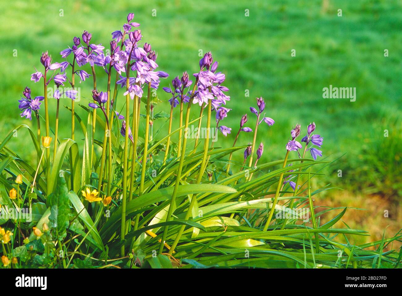 Guernsey. Plants. Flowering plants. Spanish Bluebells Stock Photo Alamy