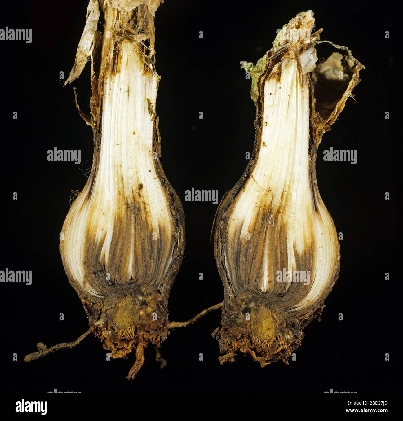 Necrosis caused by basal rot (Fusarium oxysporum) shown in a section of a nerine (Nerine bowenii) bulb Stock Photo