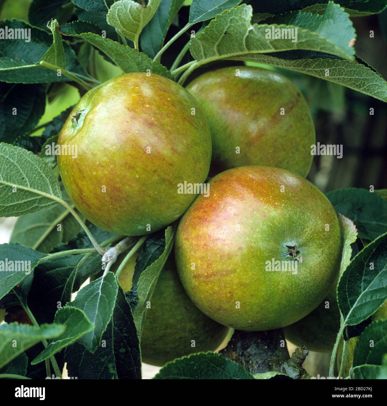Ripe mature green and red cox's apples and leaves on an orchard tree, Oxfordshire, September Stock Photo