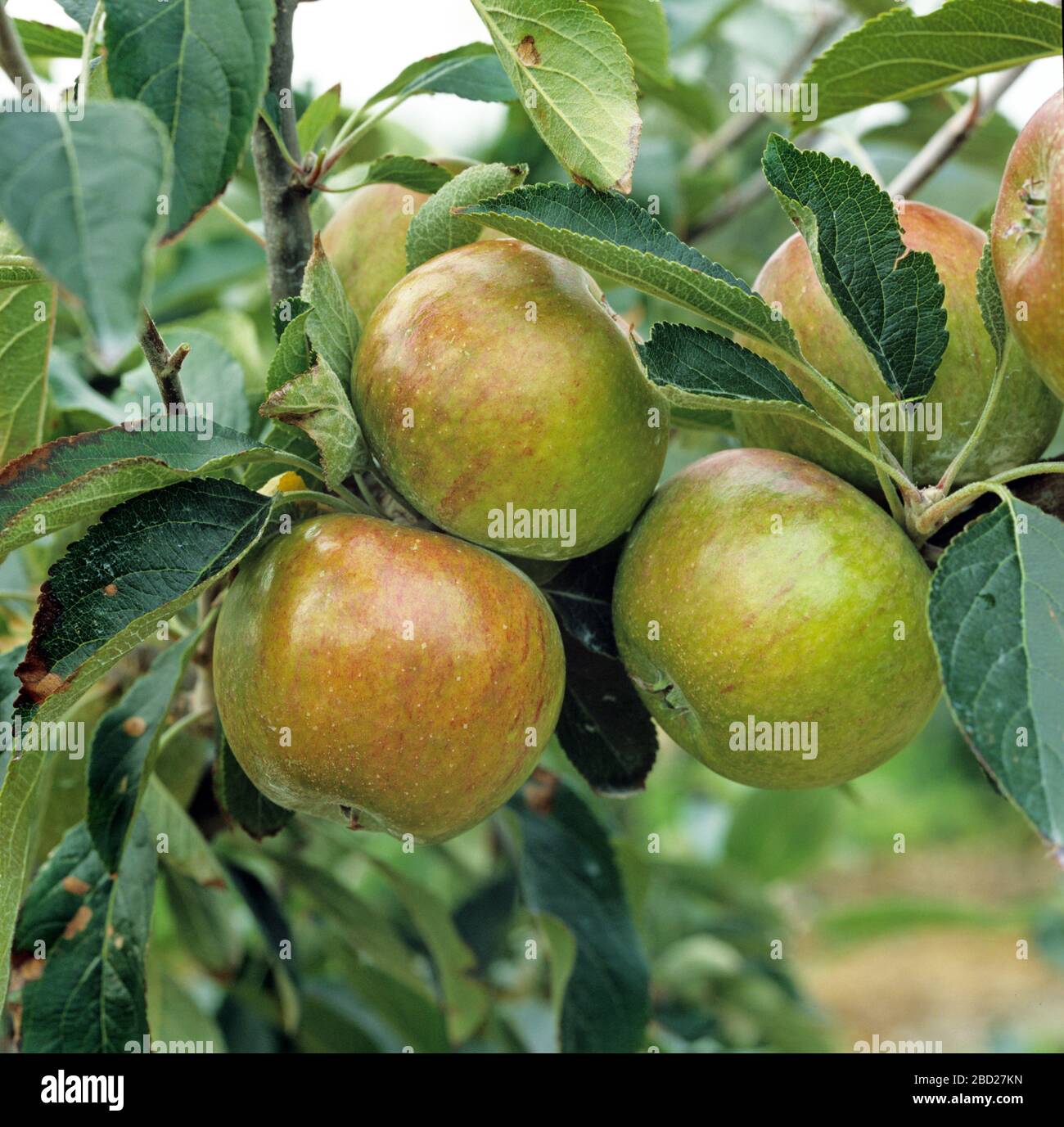 Ripe mature green and red cox's apples and leaves on an orchard tree, Oxfordshire, September Stock Photo