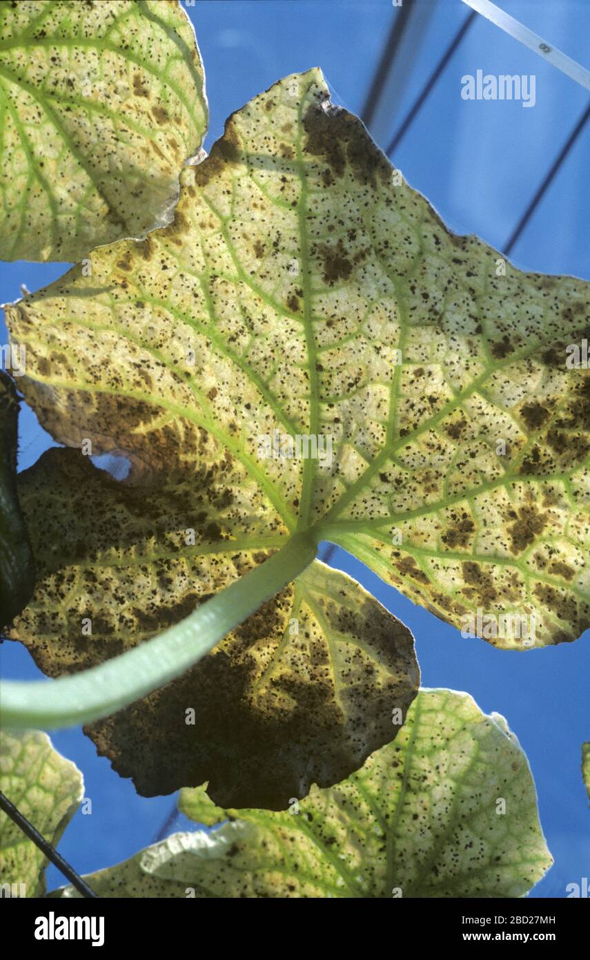 Biological control in cucumber crop with whitefly (Trialeurodes vaporariorium) infestation parasitised by a parasitoid wasps (Encarsia formosa) Stock Photo