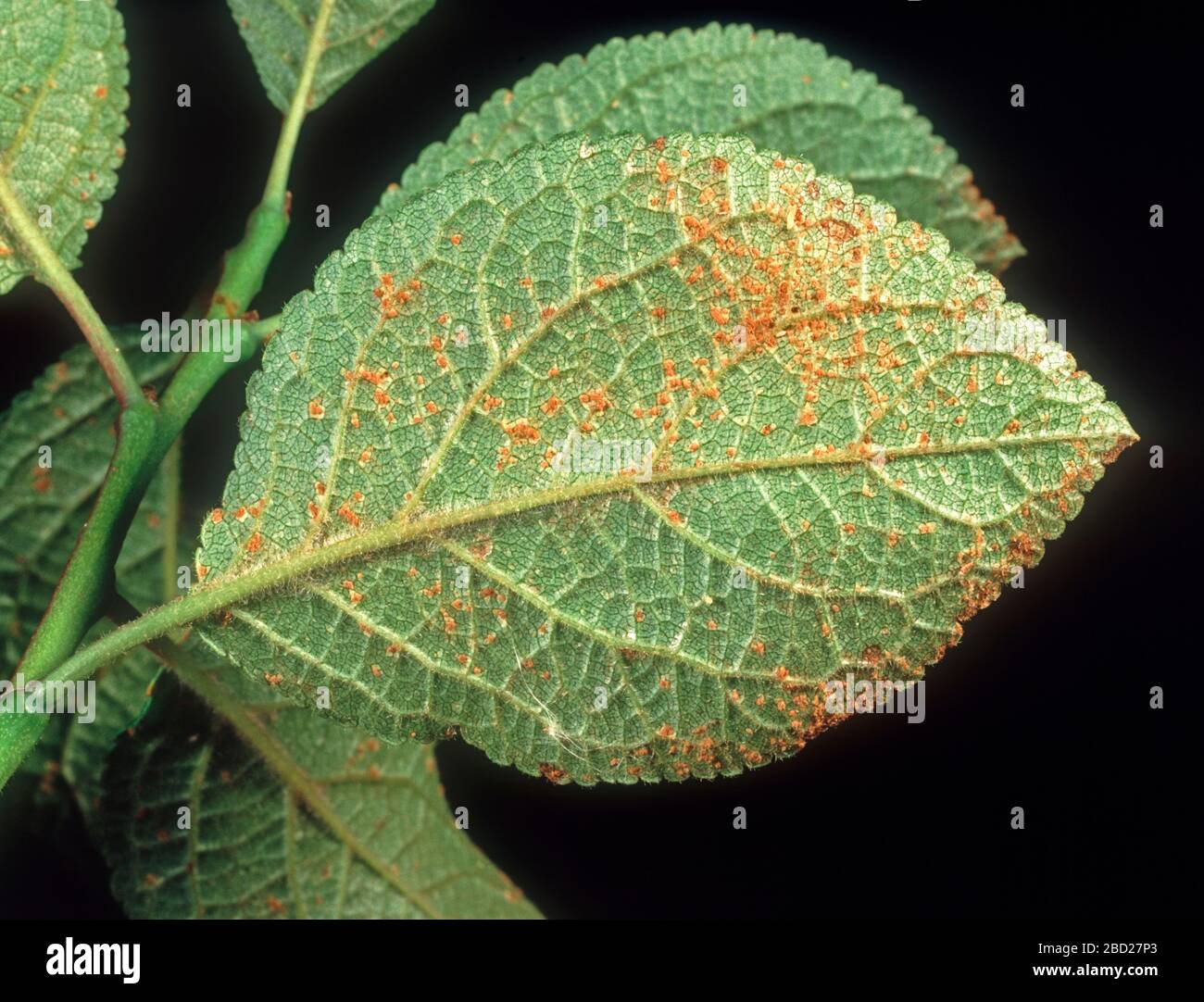 Plum rust (Tranzschelia discolor) fungal disease pustules on the underside of a plum (Prunus domestica) leaf Stock Photo