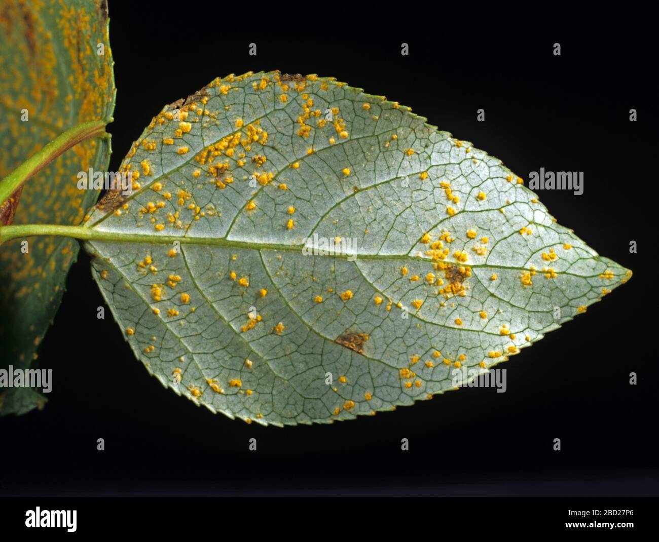Poplar rust (Melampsora spp) fungal disease pustules on the underside of a white poplar (Populus alba) leaf Stock Photo