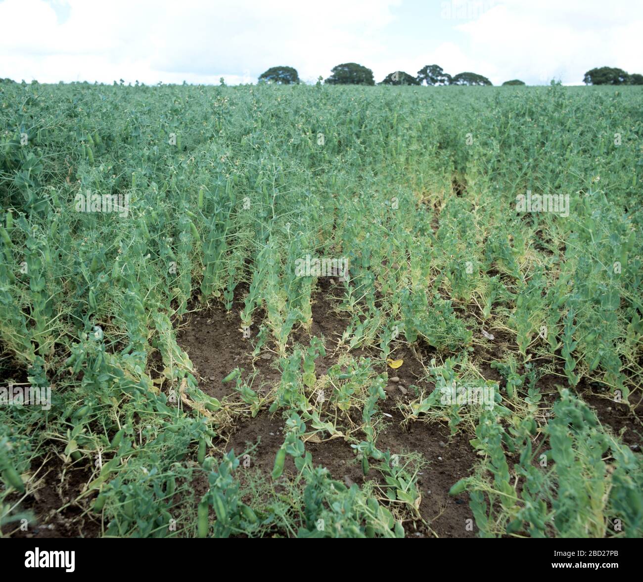Footrot (Didymella pinodella or Phoma pinodella) infection creating gaps in a mature pea crop Stock Photo