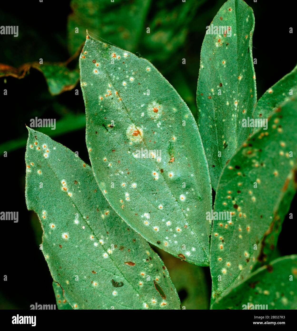 Early infection and discreet  pustules of broad bean or faba-bean rust (Uromyces viciae-fabae) on a bean leaf Stock Photo