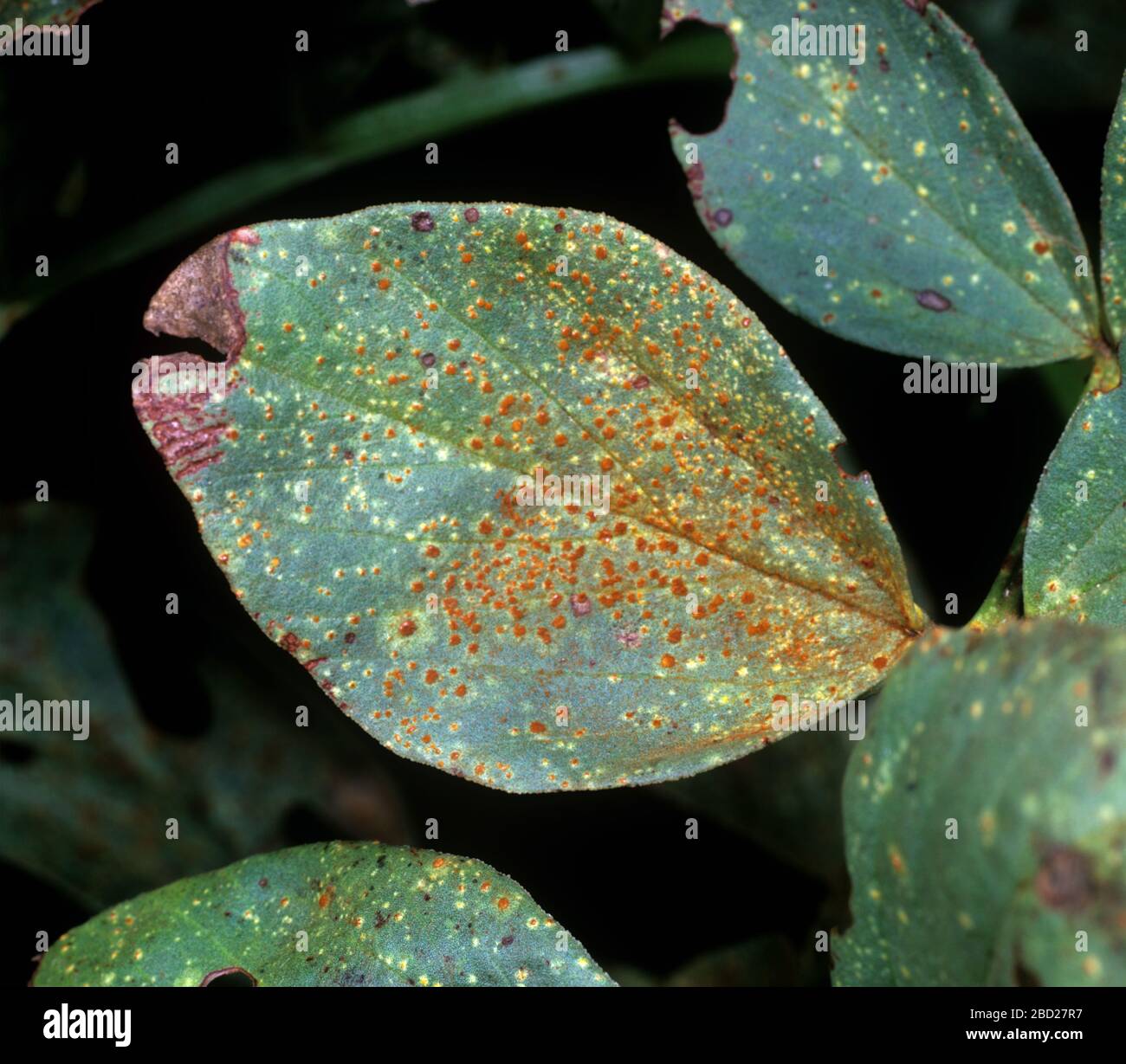 Severe late infection and pustules of broad bean or faba-bean rust (Uromyces viciae-fabae) on a bean leaf Stock Photo