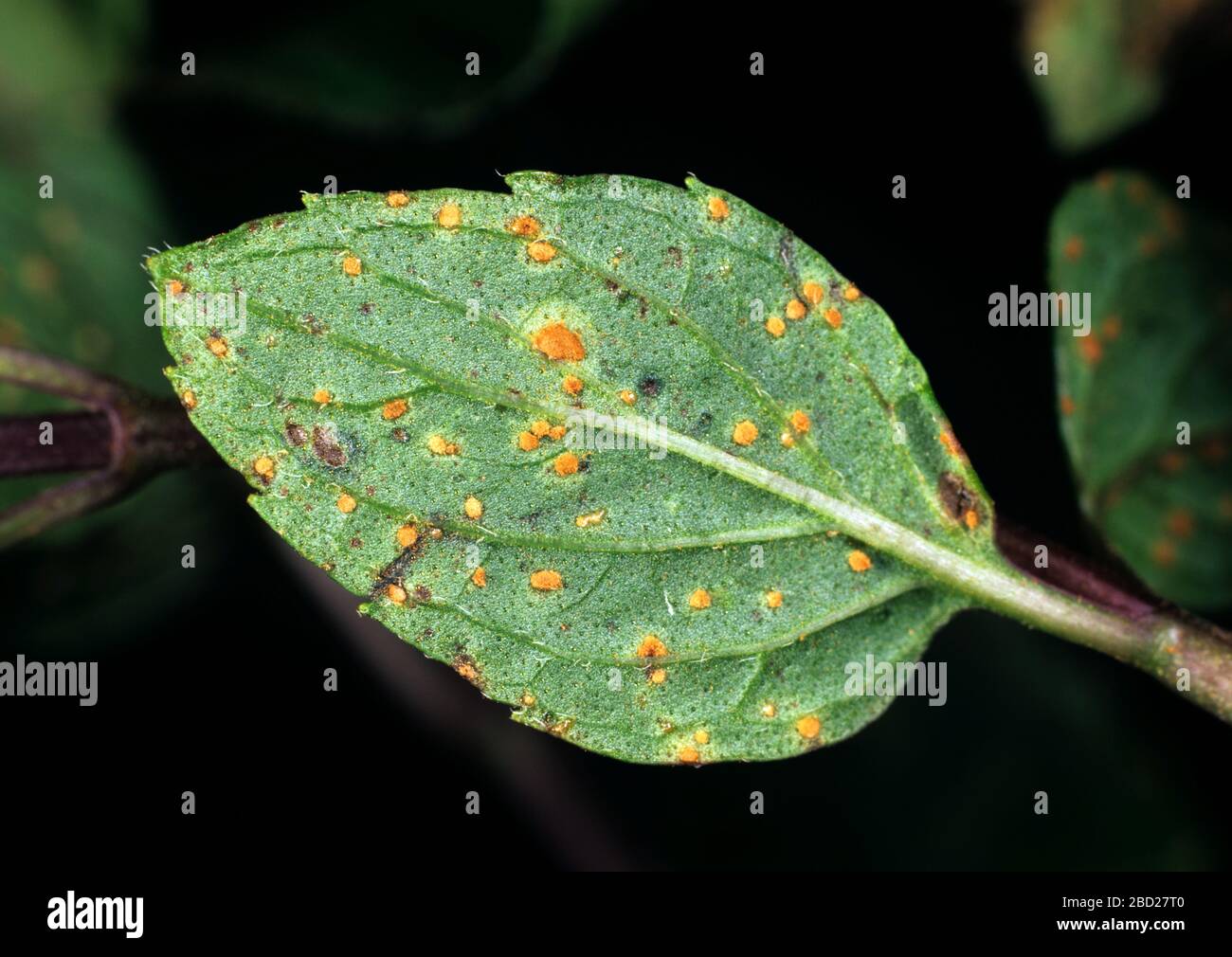 Mint rust (Puccinia menthae) pustules on the underside of a peppermint plant leaf, Devon Stock Photo