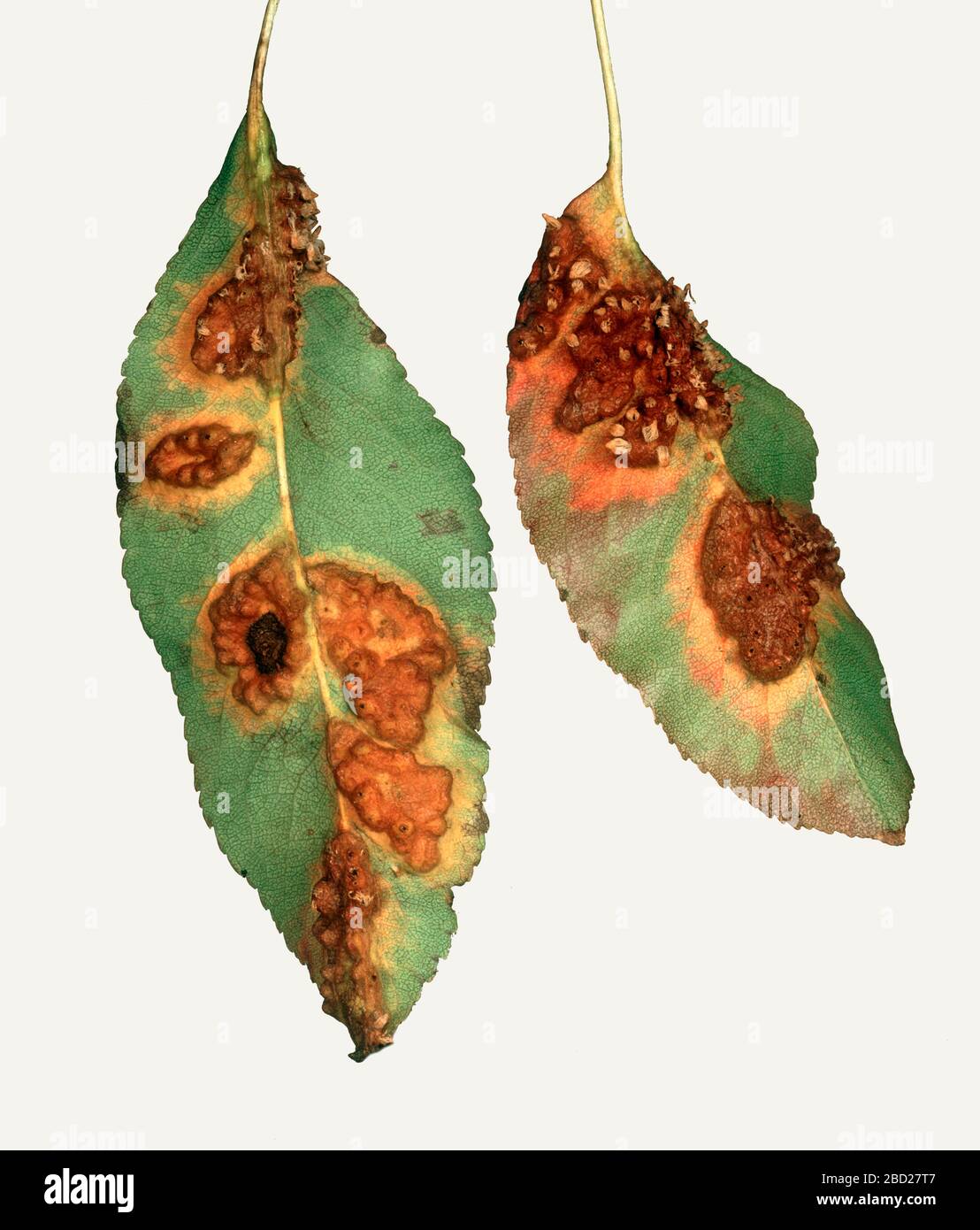 Pear rust (Gymnosporangium fuscum) pustules and damage on the lower surface of pear leaves Stock Photo