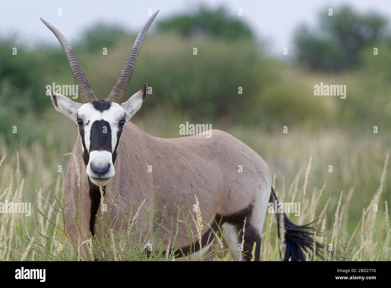 Gemsbok (Oryx gazella), adult male, feeding on grass, Kgalagadi Transfrontier Park, Northern Cape, South Africa, Africa Stock Photo