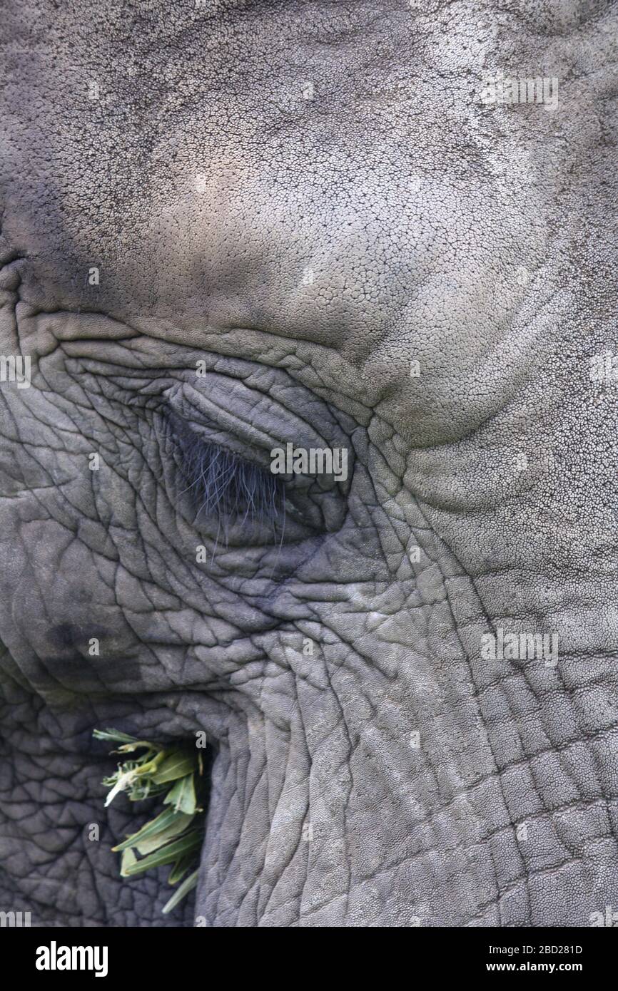 A close up of a Knysna Elephant which is eating Stock Photo Alamy