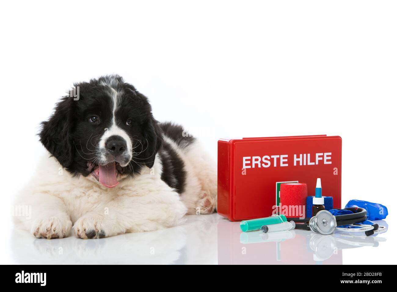 Newfoundland puppy with first aid kit isolated on white background
