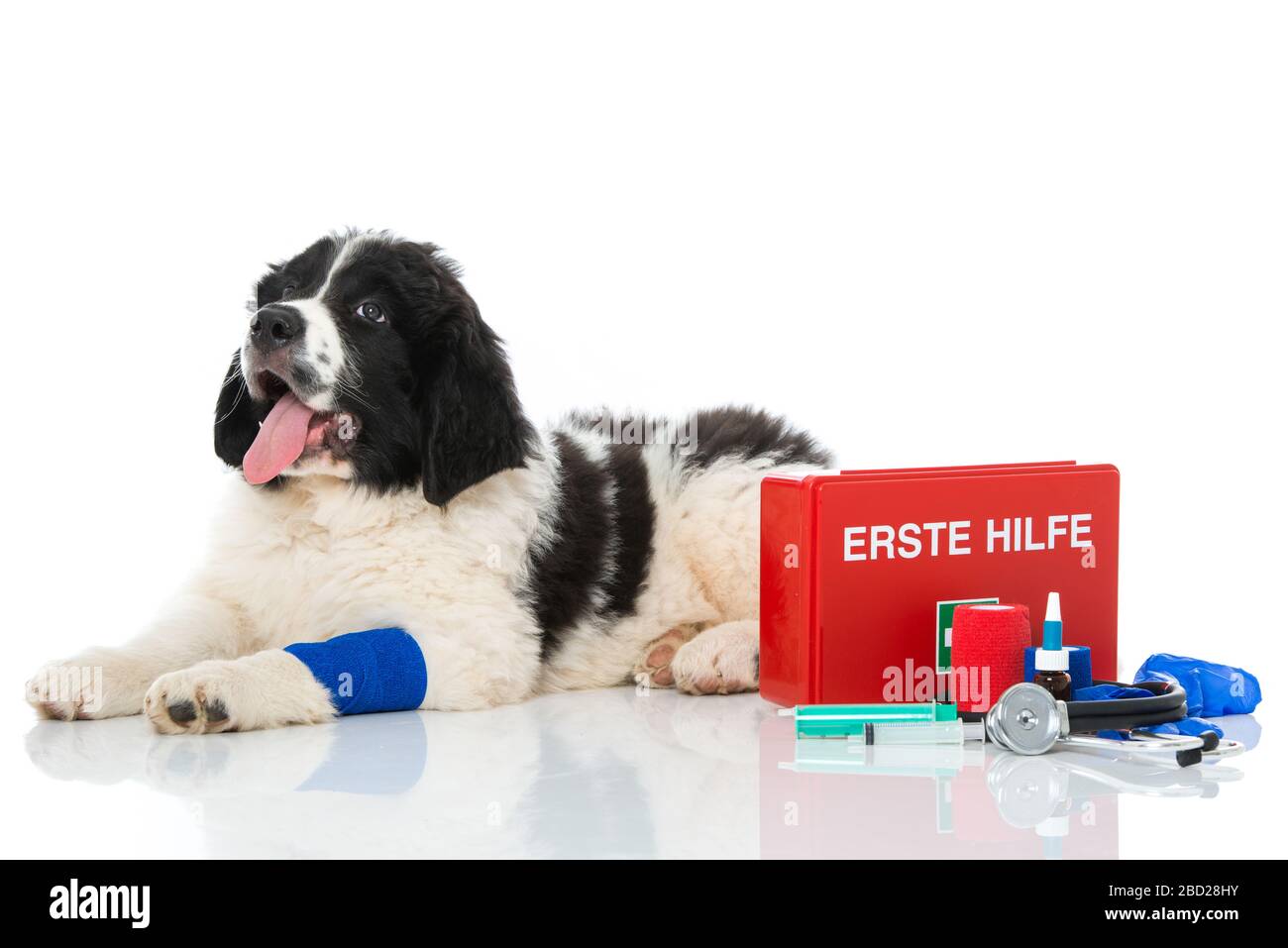 Newfoundland puppy with first aid kit isolated on white background