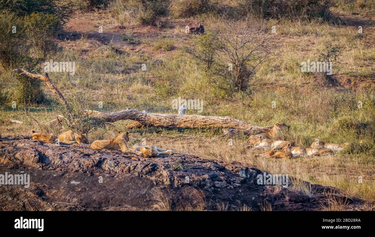 Pride of African lions lying down in Kruger National park, South Africa ...