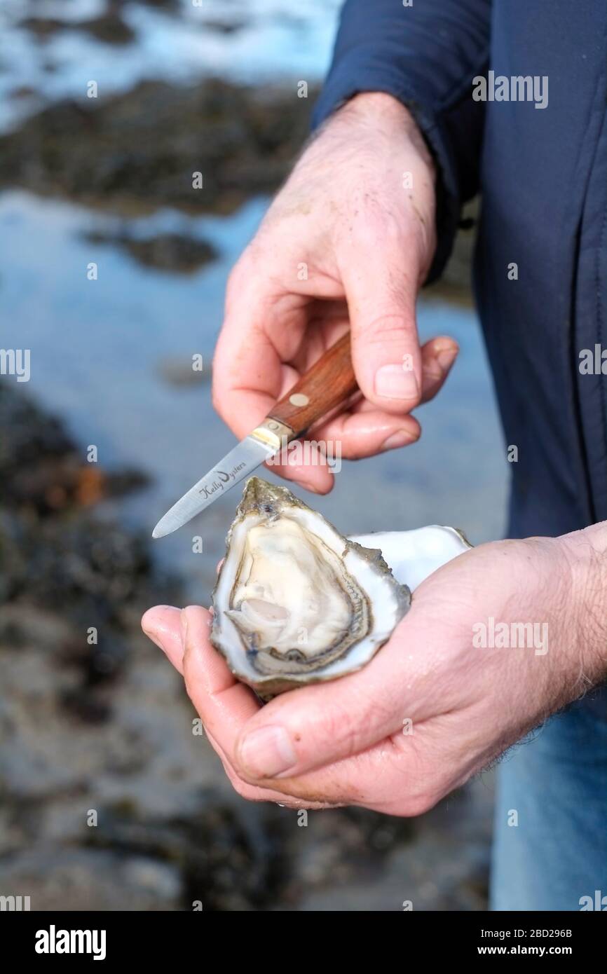 Kelly oysters hires stock photography and images Alamy