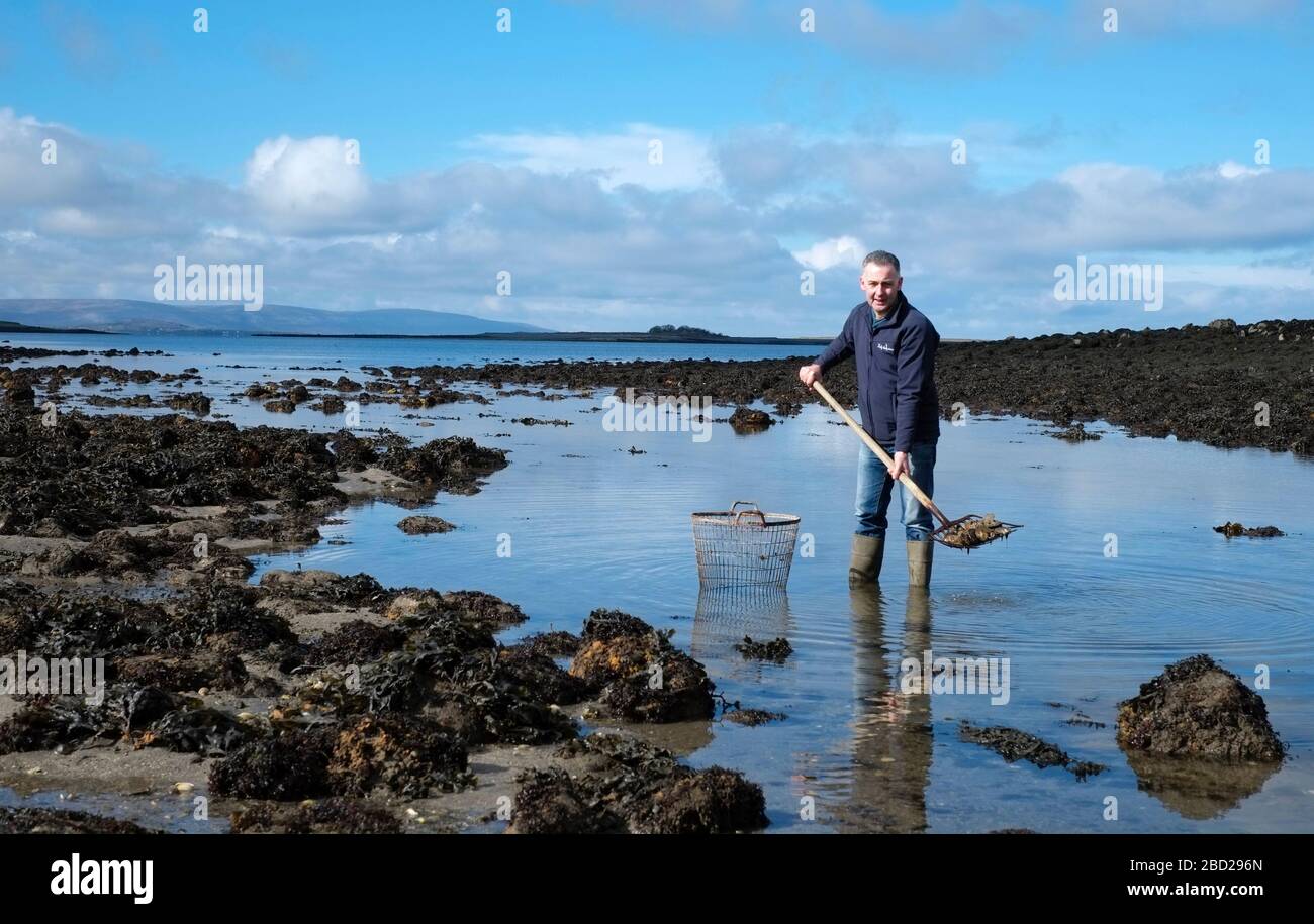 Oysters being harvested by Diarmuid Kelly, of Kelly Oysters, at Clarenbridge, County Galway, Ireland Stock Photo