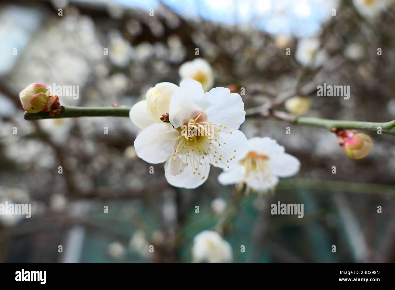 Macro Photography Of Japanese Apricot Flower In The Springtime Stock Photo Alamy