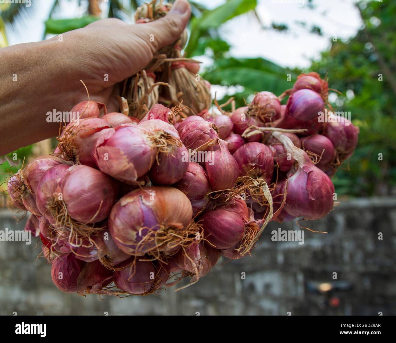 Bunch of shallots stock photo. Image of plant, shallot - 31223948