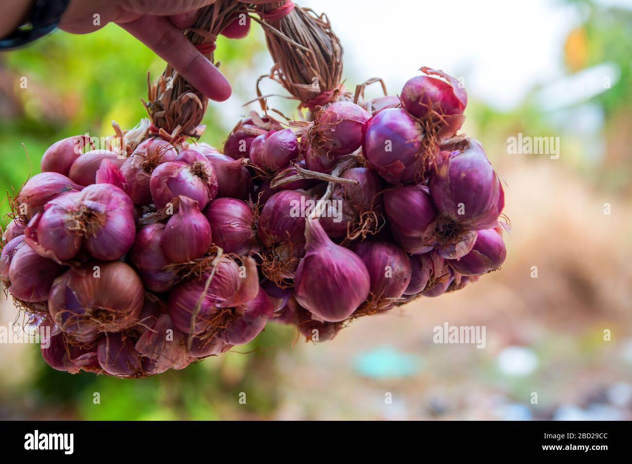 Bunch of shallots stock photo. Image of plant, shallot - 31223948