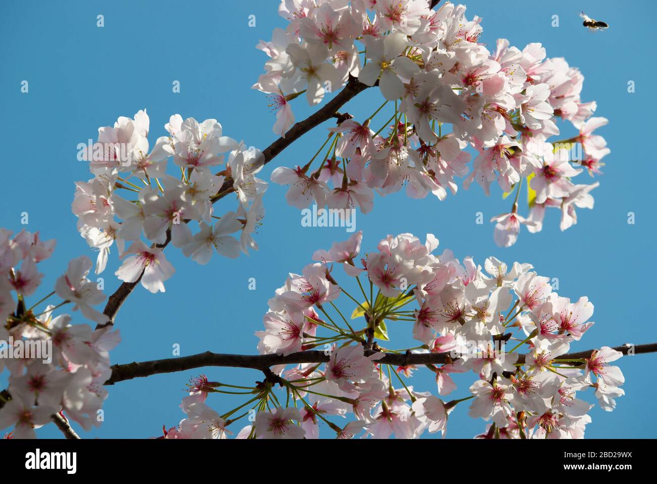 Horizontal shot of a honeybee approaching a flowering tree limb against a clear blue sky. Stock Photo