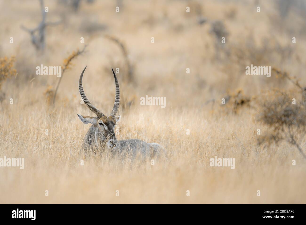 Long horn Common Waterbuck male in the grass savannah in Kruger National park, South Africa ; Specie Kobus ellipsiprymnus family of Bovidae Stock Photo