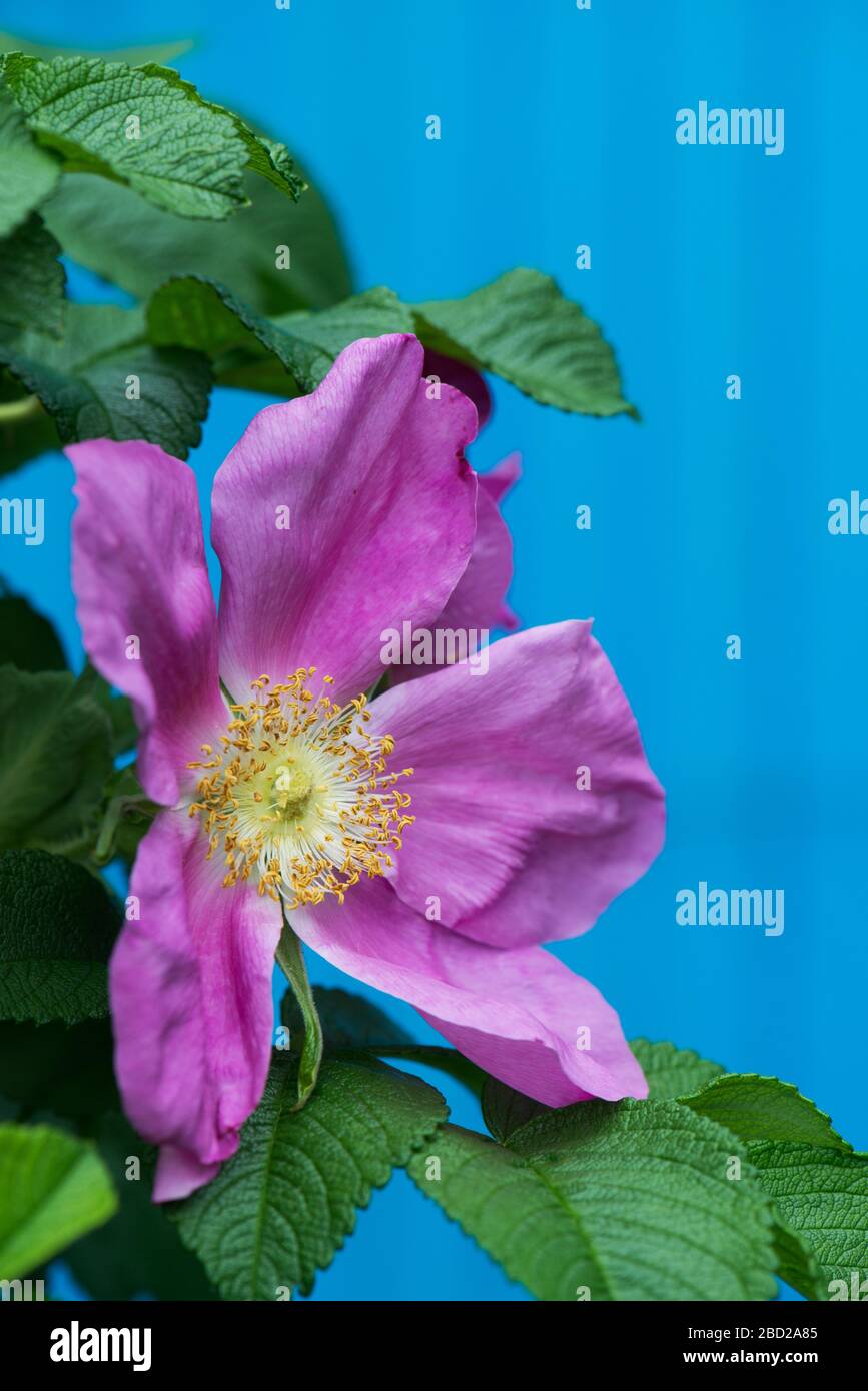 Closeup of dog in garden hi-res stock photography and images - Alamy