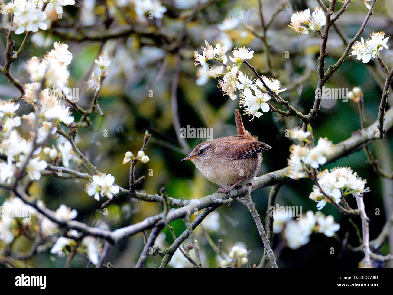 Wren (Troglodytes troglodytes) perched in a tree in spring. Kent, UK April Stock Photo