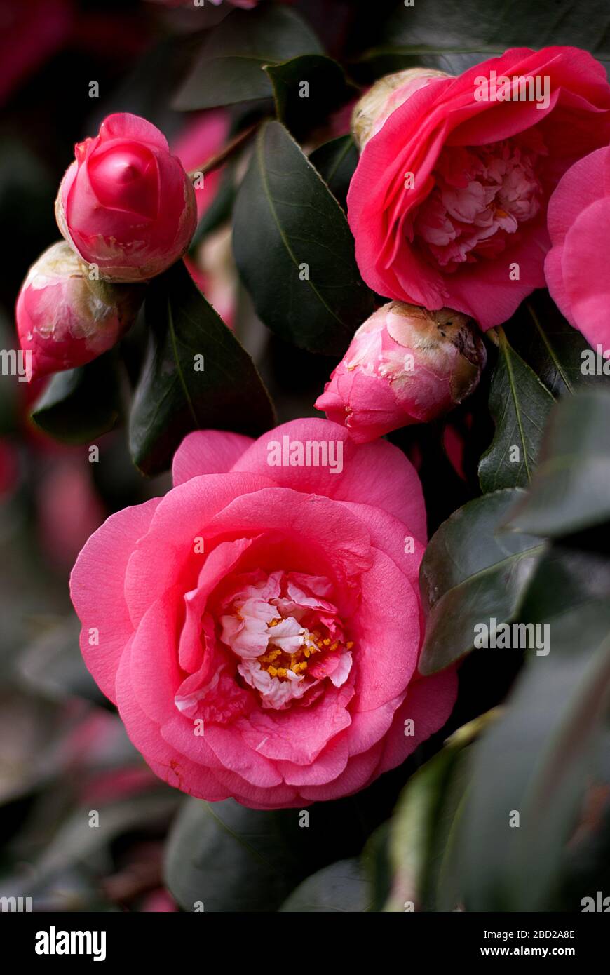 Camellia Japonica Elegans Camellia Festival 2015 Chiswick House & Garden, Burlington Lane, London, W4 2RP Stock Photo