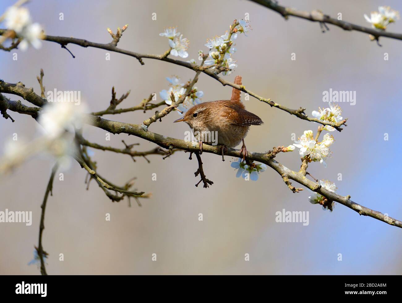 Wren (Troglodytes troglodytes) perched in a tree in spring. Kent, UK April Stock Photo