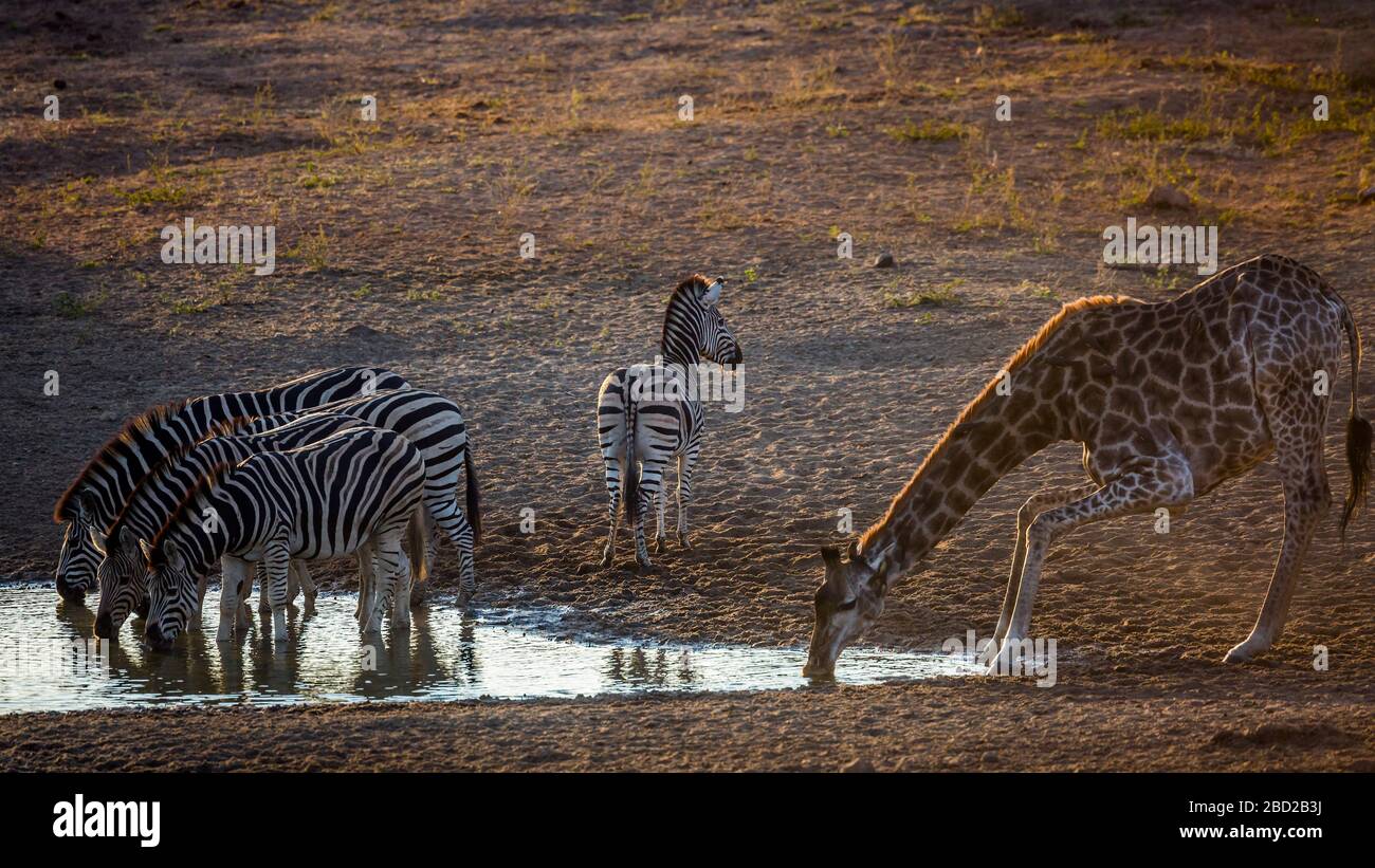 Group Of Plains Zebras And Giraffe Drinking In Waterhole At Dawn In group-of-plains-zebras-and-giraffe-drinking-in-waterhole-at-dawn-in