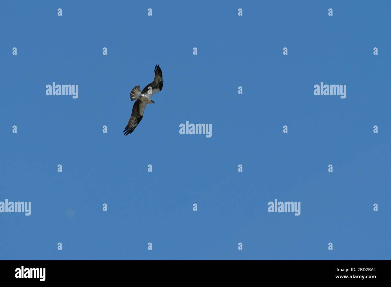 Osprey in flight with blue background below view Stock Photo - Alamy