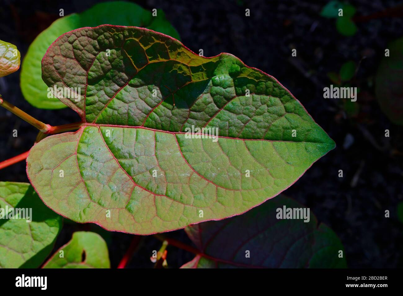 Japanese Knotweed (Reynoutria japonica, Fallopia japonica or Polygonum cuspidatum). Close up leaf Stock Photo