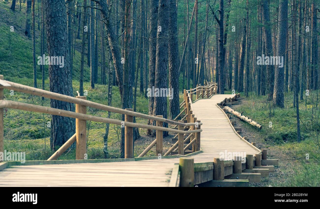 Wooden path in a pine forest Stock Photo