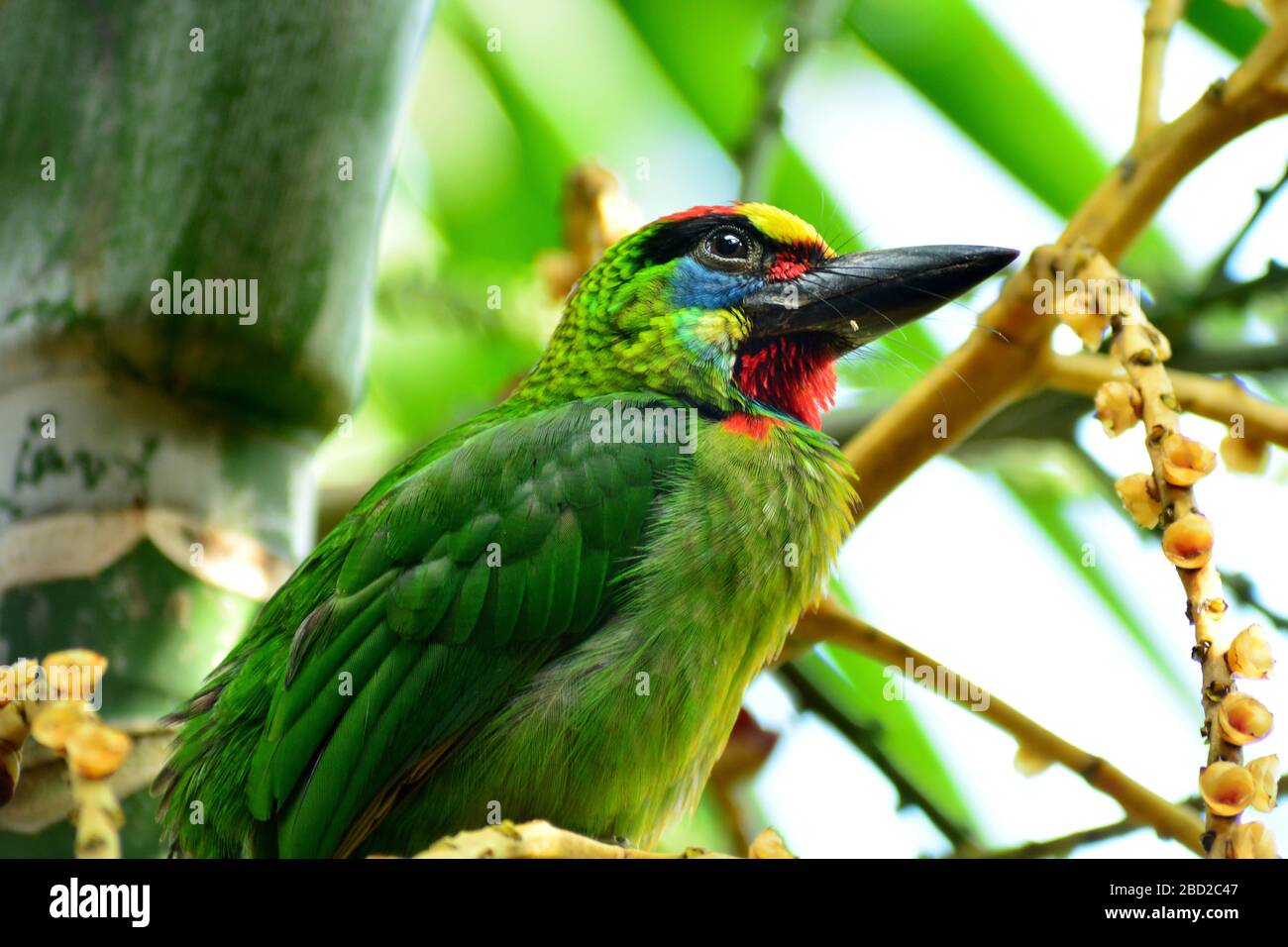 Portrait of Red-throated Barbet (Psilopogon mystacophanoss) on a branch. Thailand, Asia Stock Photo