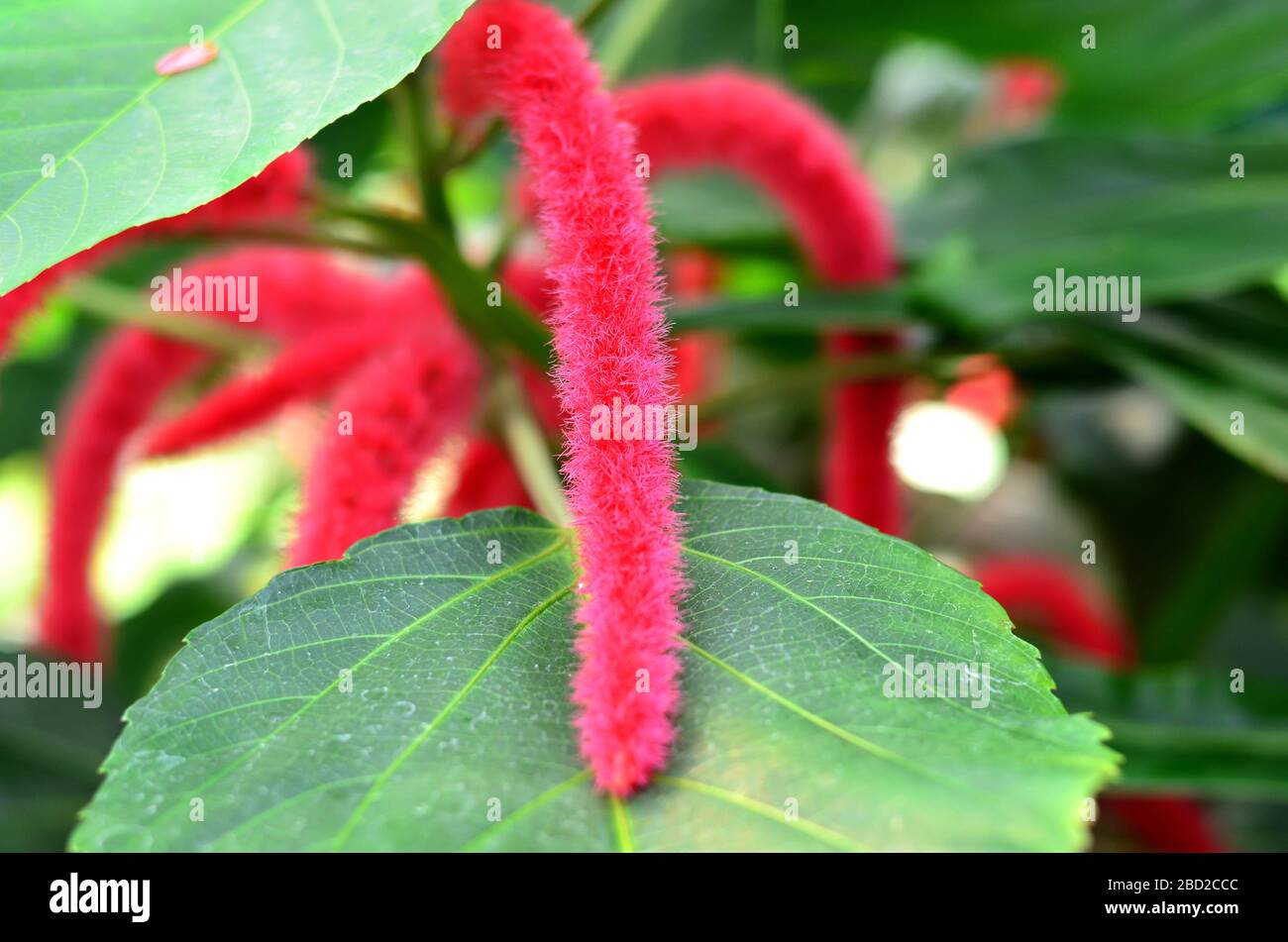 Chenille Plant High Resolution Stock Photography And Images Alamy