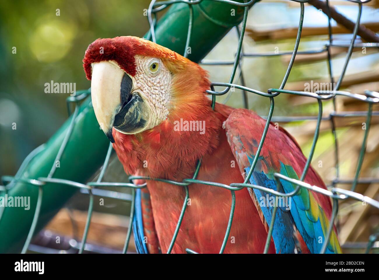scarlet macaw in cage, Animal cruelty, ARA MACAO, CANAIMA, Venezuela, South  America, America Stock Photo - Alamy