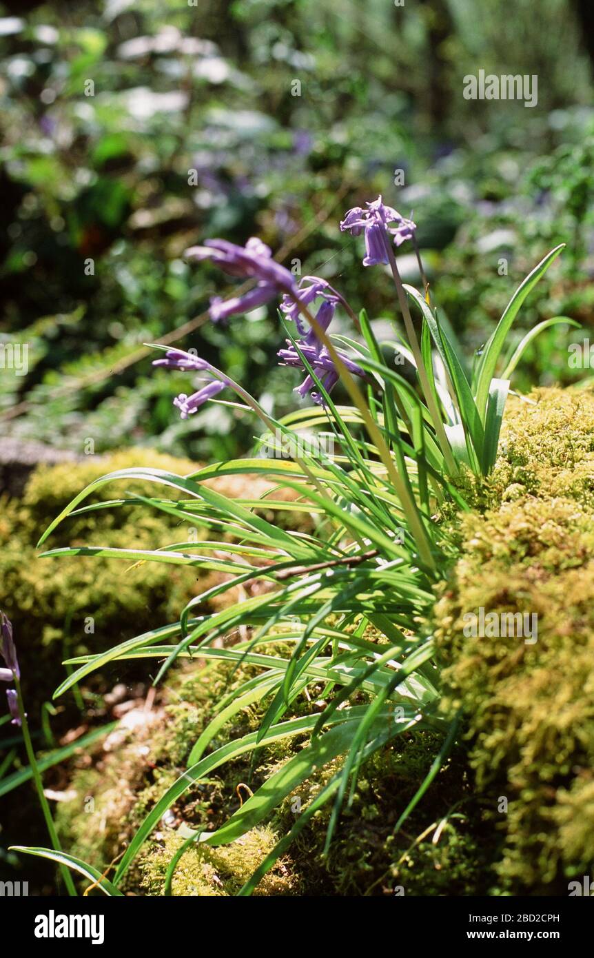 Kent precisa hires stock photography and images Alamy