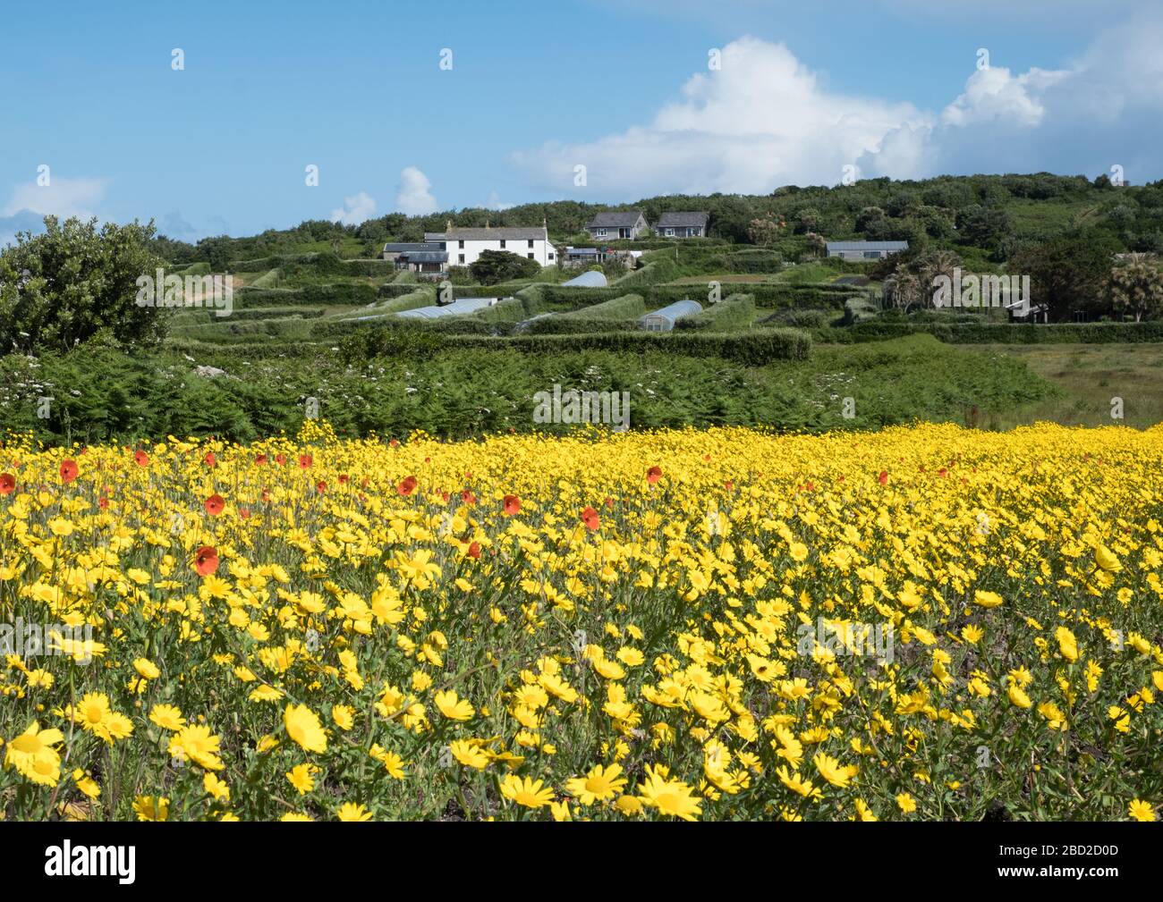 Hillside Farm on the island of Bryher, Isles of Scilly Stock Photo
