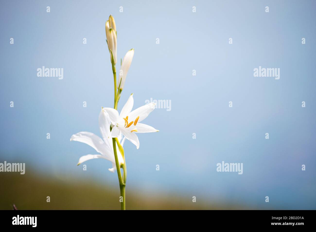 Lovely white Lily flower of the family Liliaceae, italian Alps. Italy Stock Photo