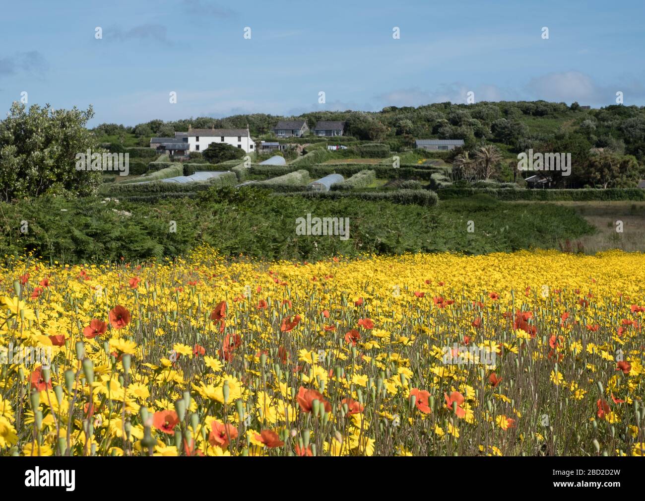 Hillside Farm on the island of Bryher, Isles of Scilly Stock Photo