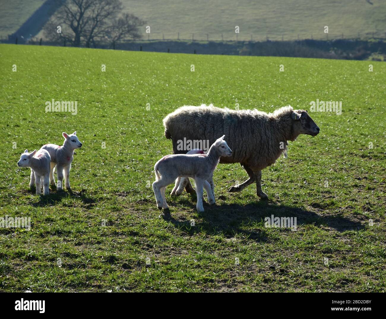 Sheep and lambs in Spring, Haworth Moor, Bronte Country, West Yorkshire ...
