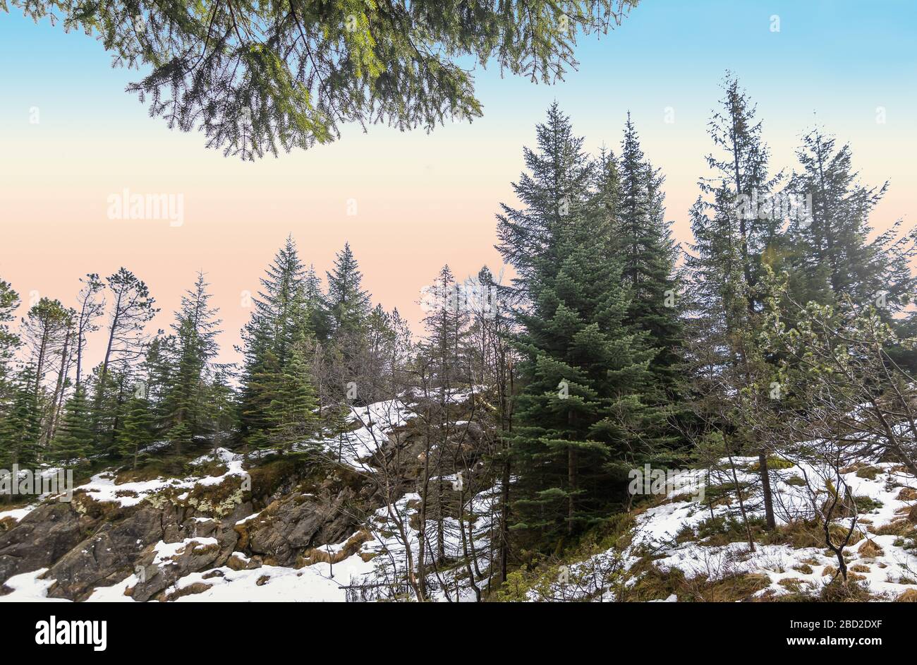 Pine tree forest landscape. Mount Floyen, Bergen, Norway, Scandinavia. Stock Photo