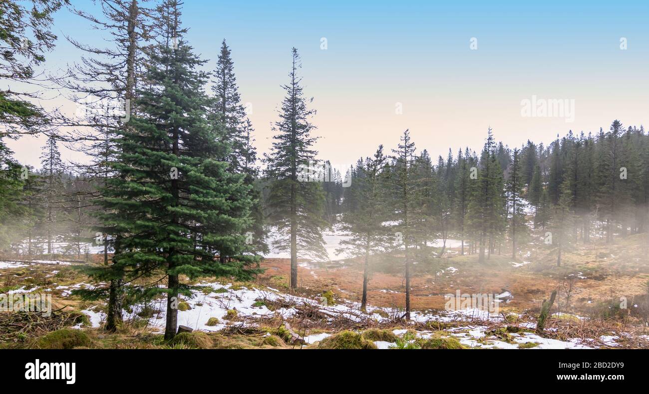 Foggy pine trees forest landscape in Bergen, Norway Stock Photo