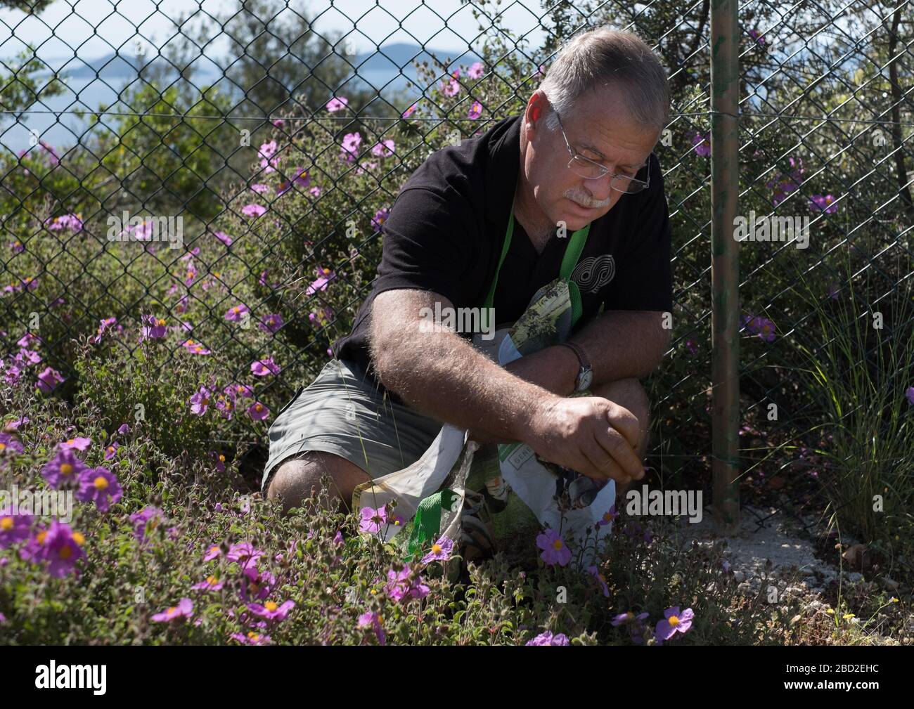 Rock rose petals being harvested to make infusions at Infinity 180 Luxury Suites on the Greek Sporadic island of Alonissos Stock Photo