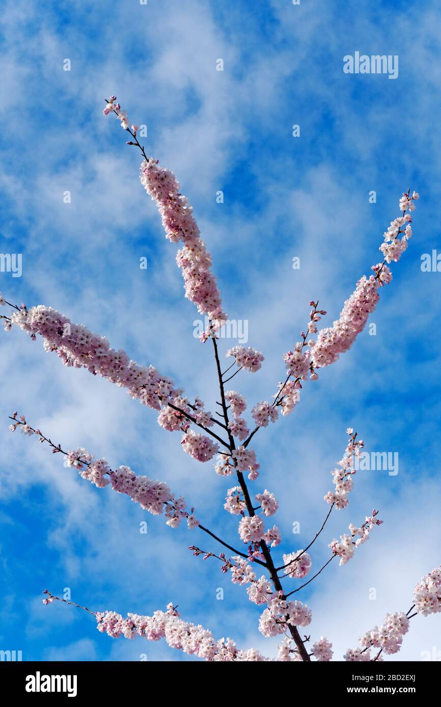 Tree branch with pink ornamental cherry blossoms in full bloom against blue sky with white clouds, Vancouver, British Columbia, Canada Stock Photo